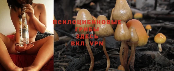 гашик Алексин